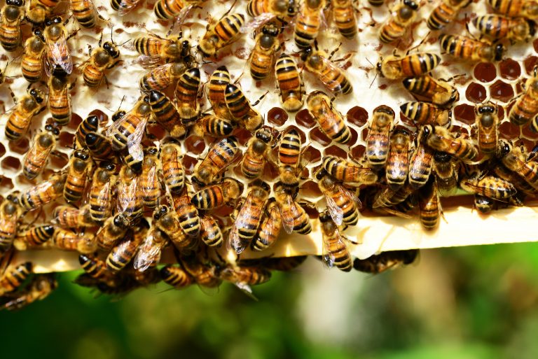 Wildbienenführung am 24.06 ein toller Erfolg
